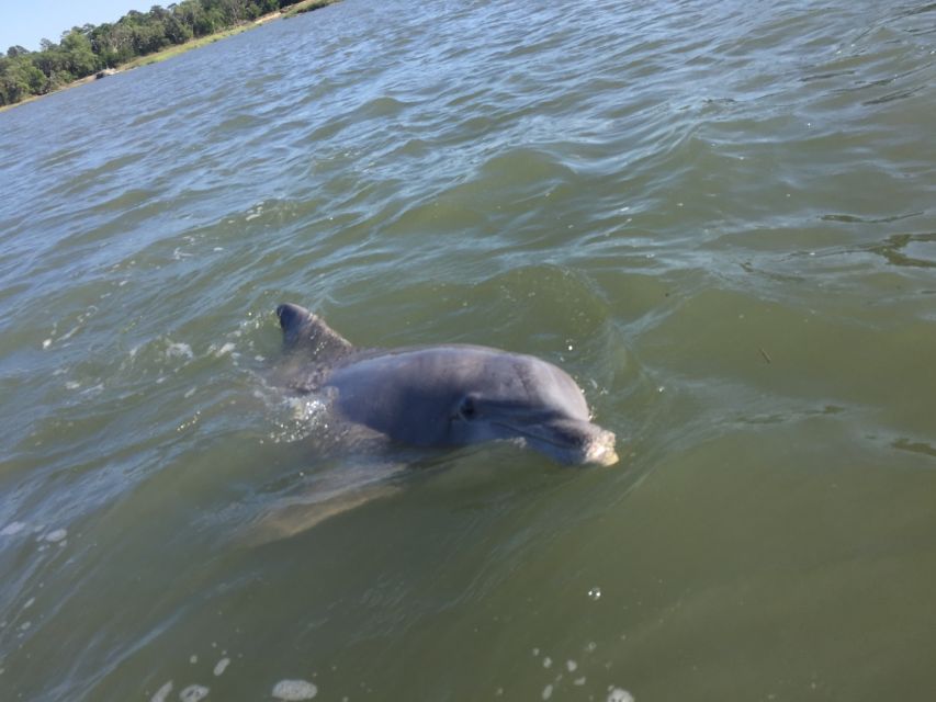 Hilton Head Island: Disappearing Island Dolphin Tour - Exploring Disappearing Island