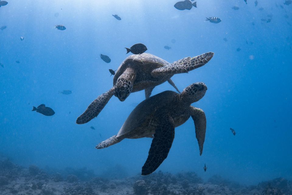 Honolulu: Turtle Canyon Snorkeling Semi-Private Boat Tour - Included in the Tour