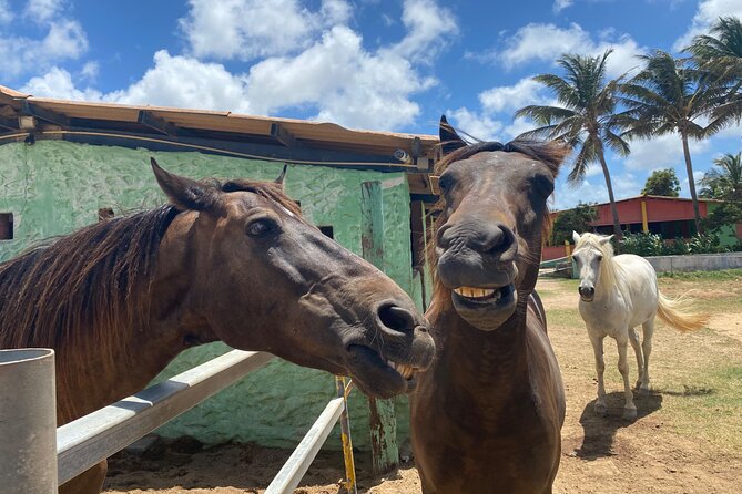 Horseback Ride Tour to Natural Pool in Arikok National Park - Morning and Afternoon Tour Options