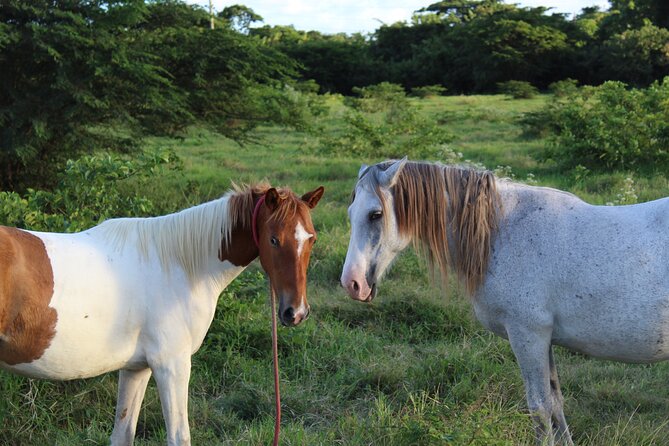 Horseback Riding Experience - Booking Information