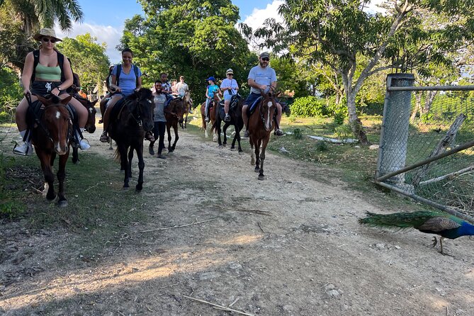 Horseback “Special”- Negril'S Beach Ride N' Swim With Free Photos/Videos - Engaging and Knowledgeable Local Guides