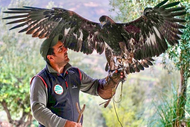 Interactive Path of Birds of Prey - Interacting With Birds of Prey