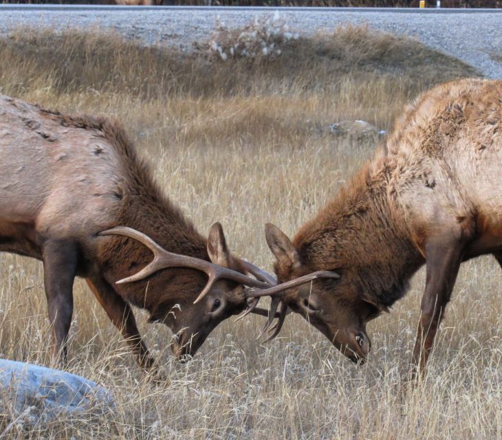 Jasper: Maligne Valley Wildlife Watching & Boat Tour - Pickup and Drop-off