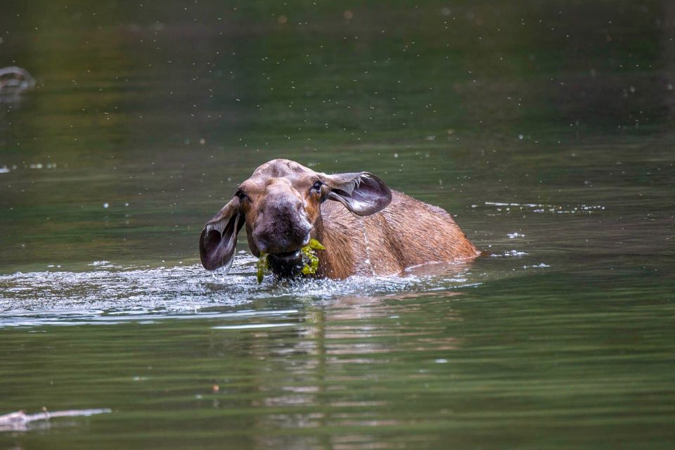 Jasper National Park: Evening or Morning Wildlife Watch Tour - Tour Inclusions and Exclusions