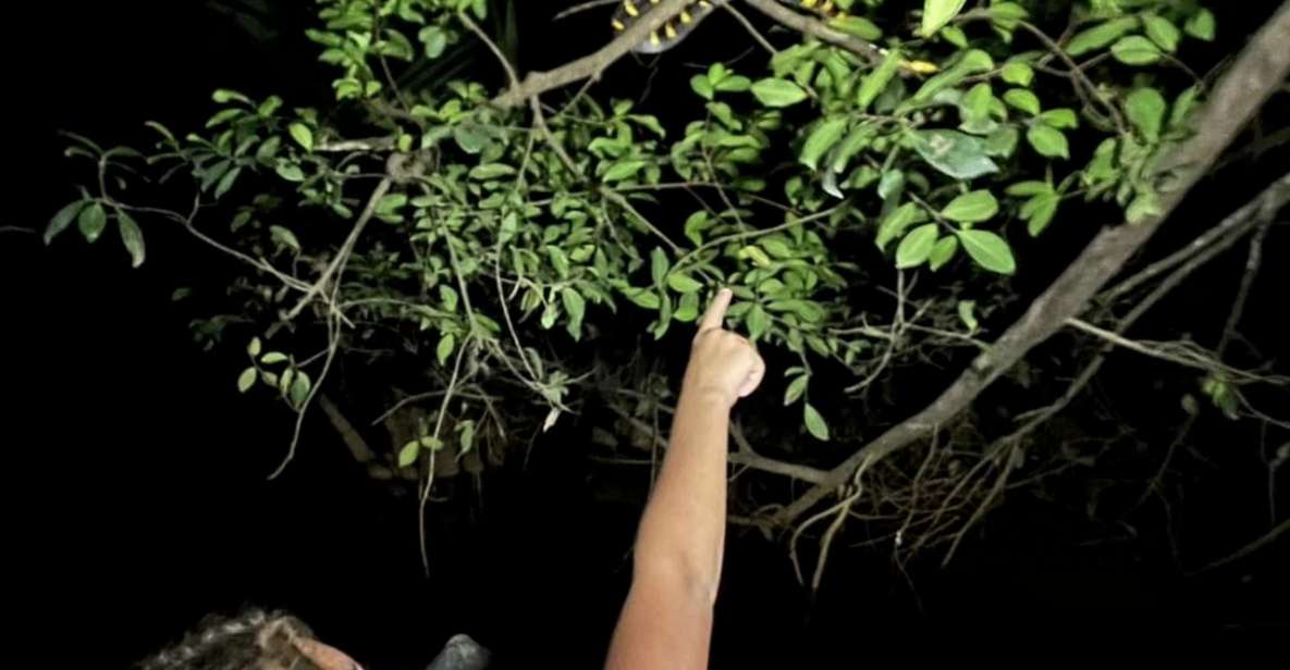 Jungle Night Tour : Finding Snakes and Night Species - Pricing and Booking