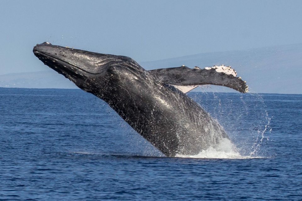 Kaanapali: Whale Watching Cruise With Open Bar - Frequently Asked Questions