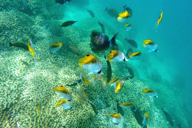 Kaneohe Sandbar Snorkeling Tour, 2nd Tour - Frequently Asked Questions