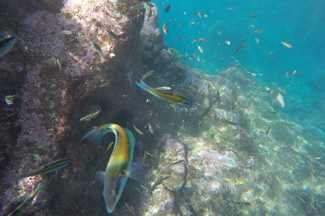Kayak and Snorkeling Tour in Underwater Nature Reserve Garajau - Safety and Health Considerations