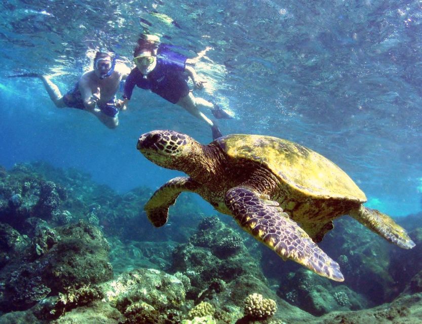 Kayaking and Snorkeling at Turtle Reef - Professional Guide Insights