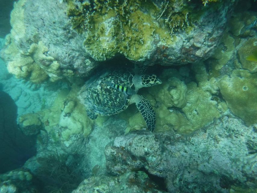 Key West: Reef Snorkel Morning Tour With Breakfast & Mimosas - Key West Coastline Views