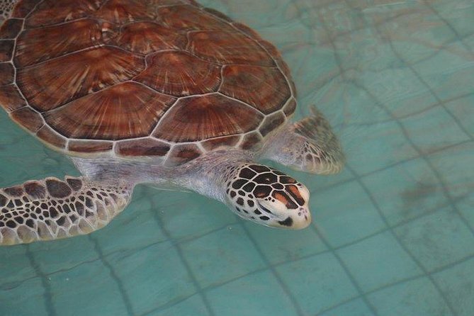 Khao Lak: Bamboo Rafting & Sea Turtle Conservation Center - Sea Turtle Conservation Center