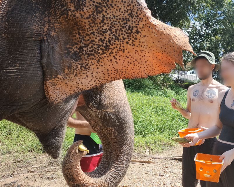 Khao Lak: Elephant Bathing and Feeding Tour - Elephant Care Practices