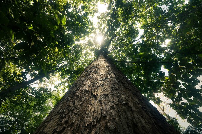 Khao Sok Rainforest | Hike + Canoe - Booking Information