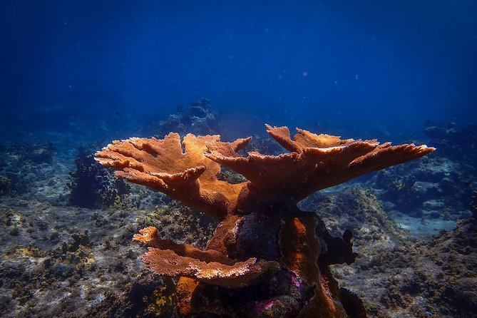 Klein Bonaire Marine Park Snorkeling Excursion - Observed Marine Life