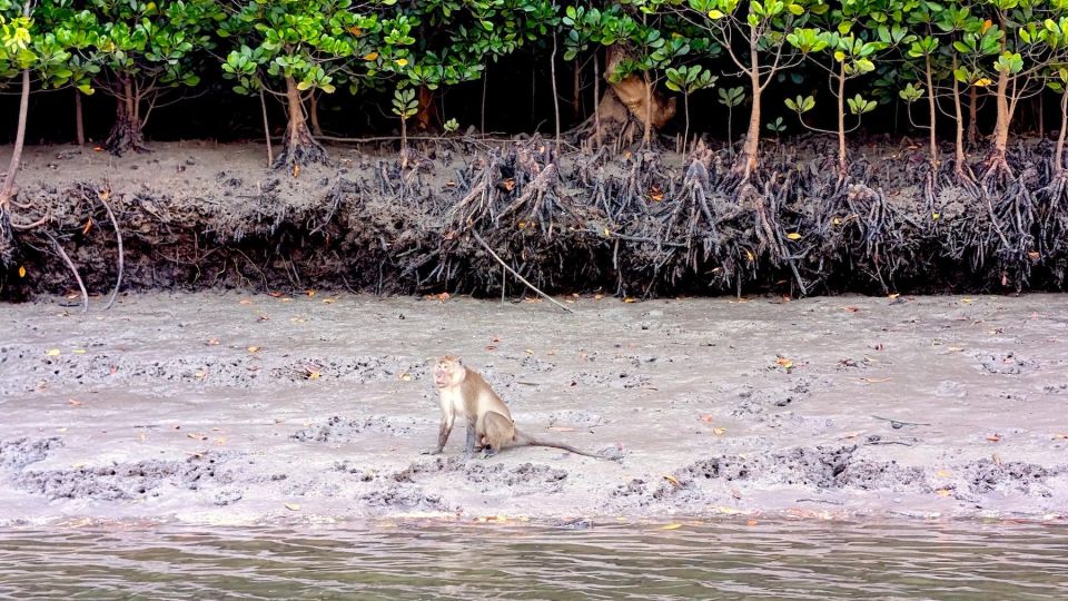 Koh Lanta: Magical Mangroves Sunrise by Private Gondola Boat - Mangrove Forest Exploration