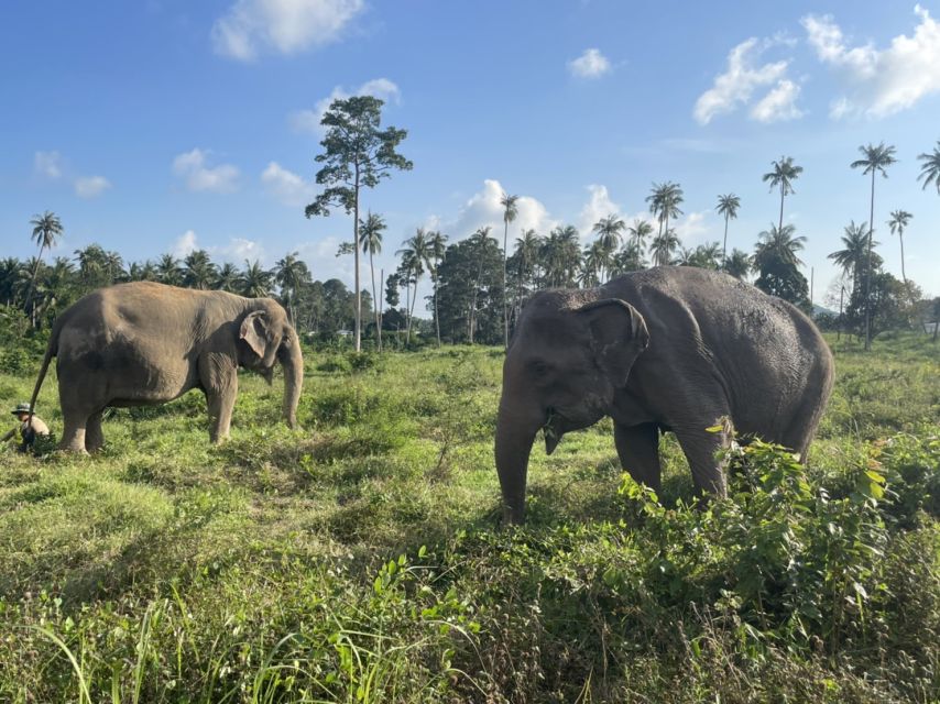 Koh Samui: Ethical Elephant Home Guided Tour With Transfers - Visiting the Nursery