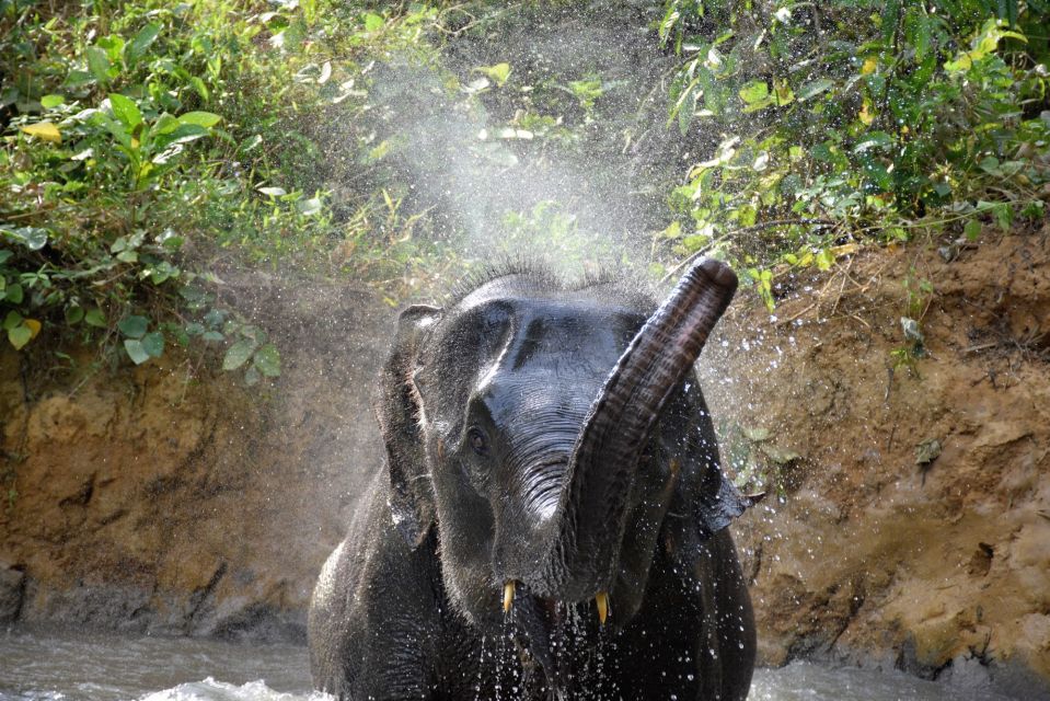 Krabi: Elephant Care House Guided Tour With Hotel Transfers - Cancellation and Reservation Policy