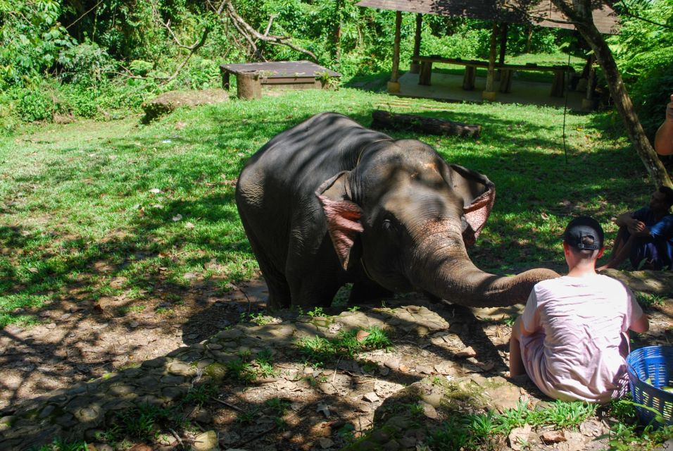 Krabi: Ethical Elephant Sanctuary Experience - Checking the Elephants Health and Skin