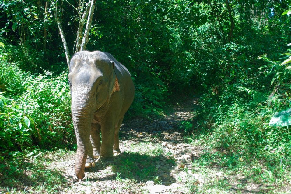 Krabi: Ethical Elephant Sanctuary Experience - Bathing in the Rock Pool