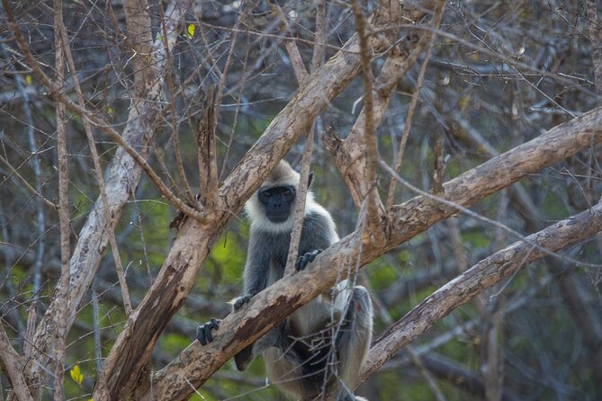 Kumana National Park Half Day Jeep Safari - Inclusions of the Safari