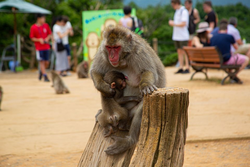 Kyoto: Arashiyama Bamboo, Temple, Matcha, Monkeys, & Secrets - Arashiyama Shopping and Food