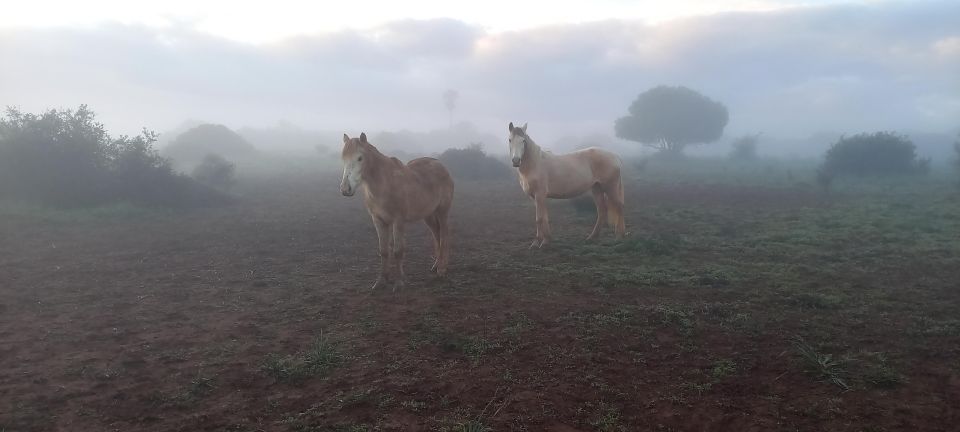 Lagos: a Walk With a Rescued Horse at the Sanctuary - Frequently Asked Questions