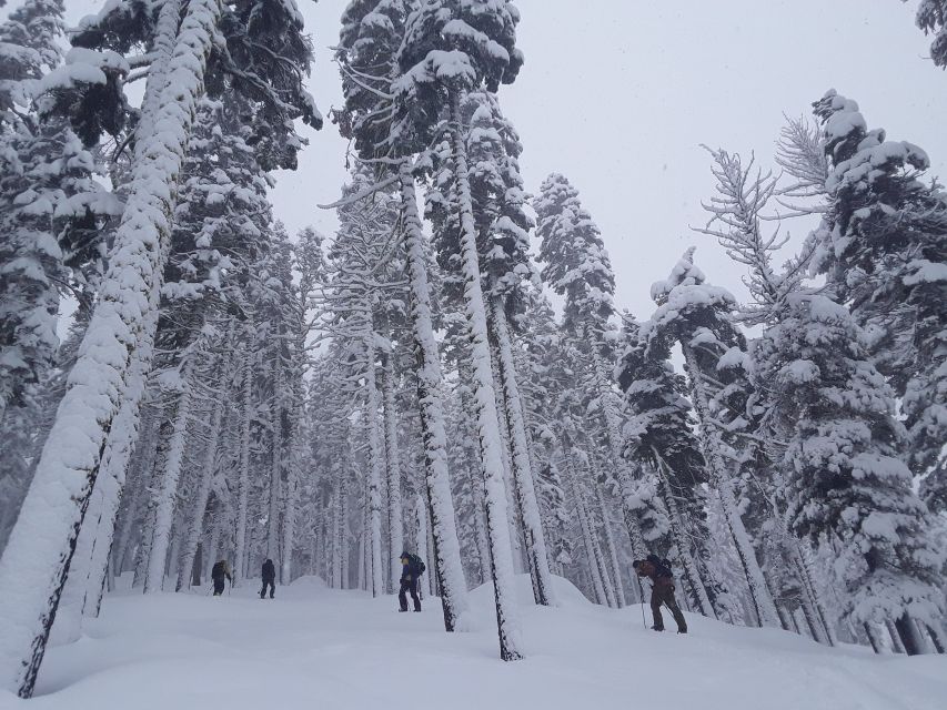 Lake Tahoe: Snowshoeing Guided Tour - Discovering the Natural Beauty