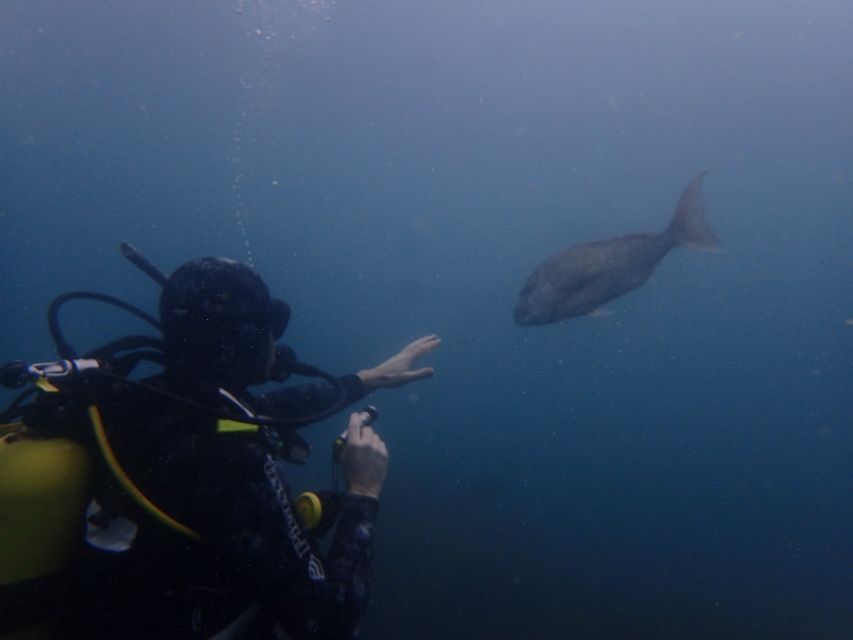 Leigh: Goat Island Guided Diving Tour for Certified Diver - Important Considerations