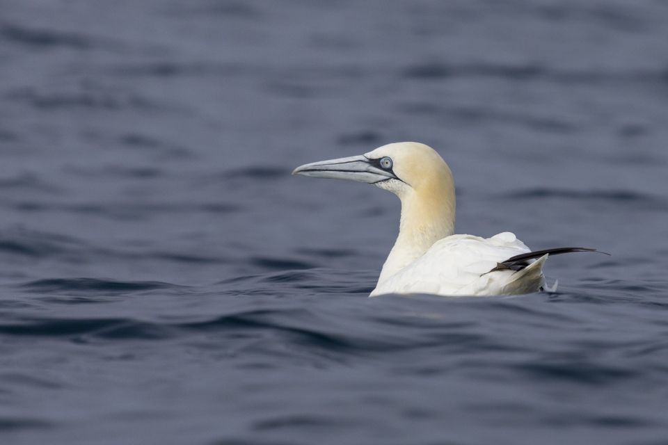 Lisbon: Dolphin Watching With Marine Biologist - Scenic Views of the Atlantic