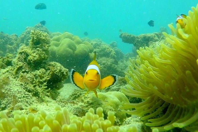 Local Reef Snorkelling and Deserted Beach - Reef Snorkeling