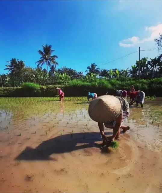 Lombok Day Trip: Ricefield, Waterfall, Monkey Forest. - Whats Included in the Tour