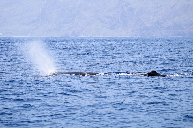 Madeira Dolphin & Whale Watching Tour - Suitability and Traveler Capacity