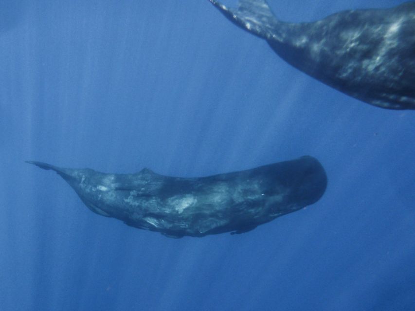 Madeira: Whale and Dolphin Watching Tour - Snorkeling and Swimming