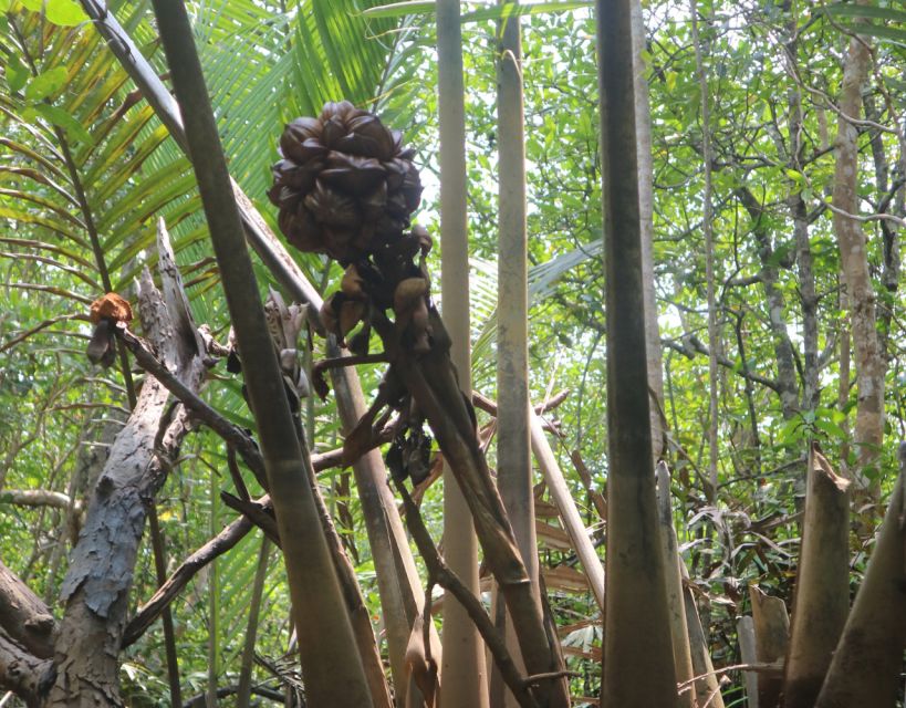 Mangrove Day Tour - Bintan - Coastal Protection by Mangroves