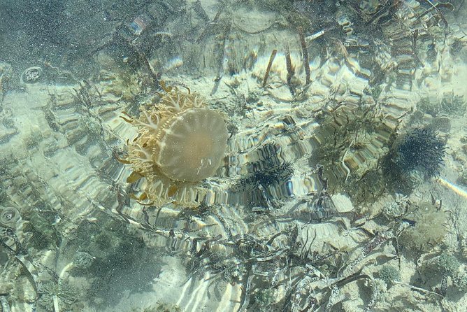 Mangrove & Iguana Clear Kayak Tour - Marine Life Spotting