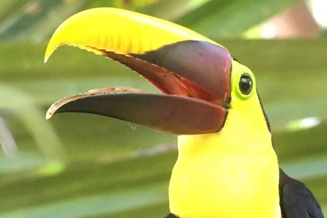 Manuel Antonio National Park Guided Tour - Tips for Your Visit