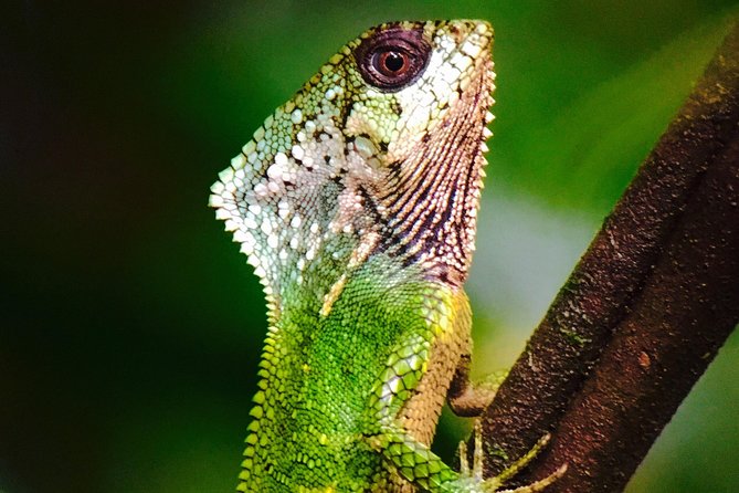 Manuel Antonio Park Tour and Its Amazing Wildlife and Beaches - Essential Tour Details