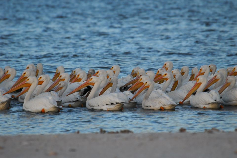 Marco Island: 10,000 Islands Beachcombing Tour by Boat - Expert-Led Informative Tour