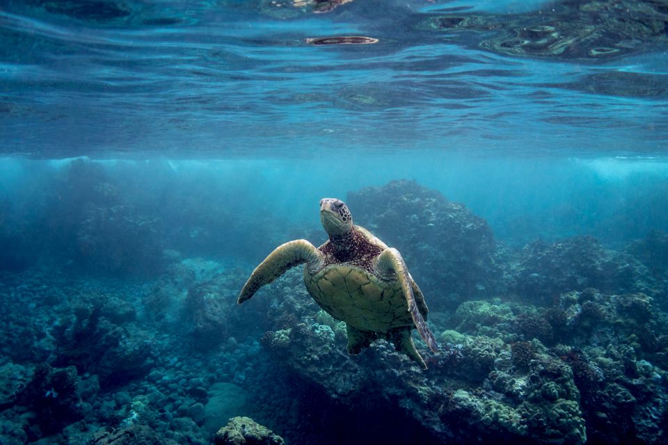 Maui: Turtle Town Kayak and Snorkel Tour - Eco-friendly Exploration