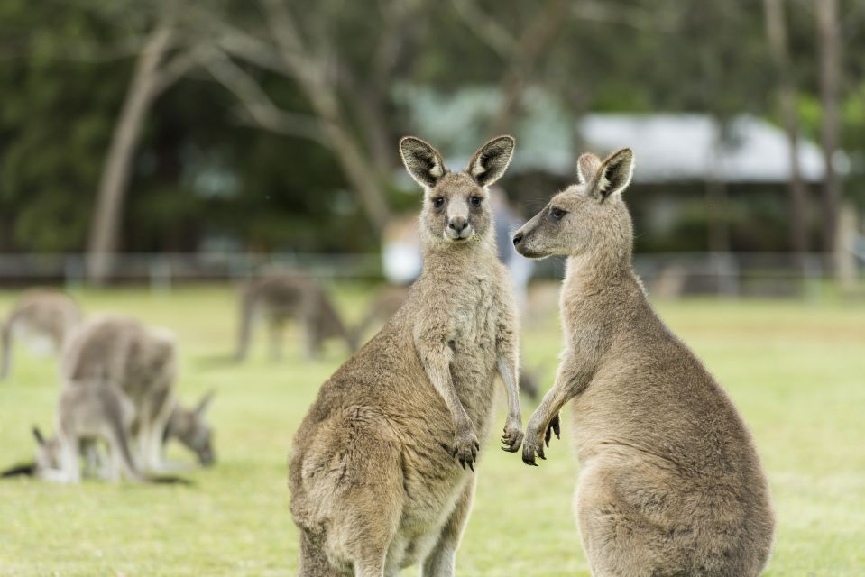 Melbourne: 2-Day Great Ocean Road & Grampians Tour - Meeting Point and What to Bring