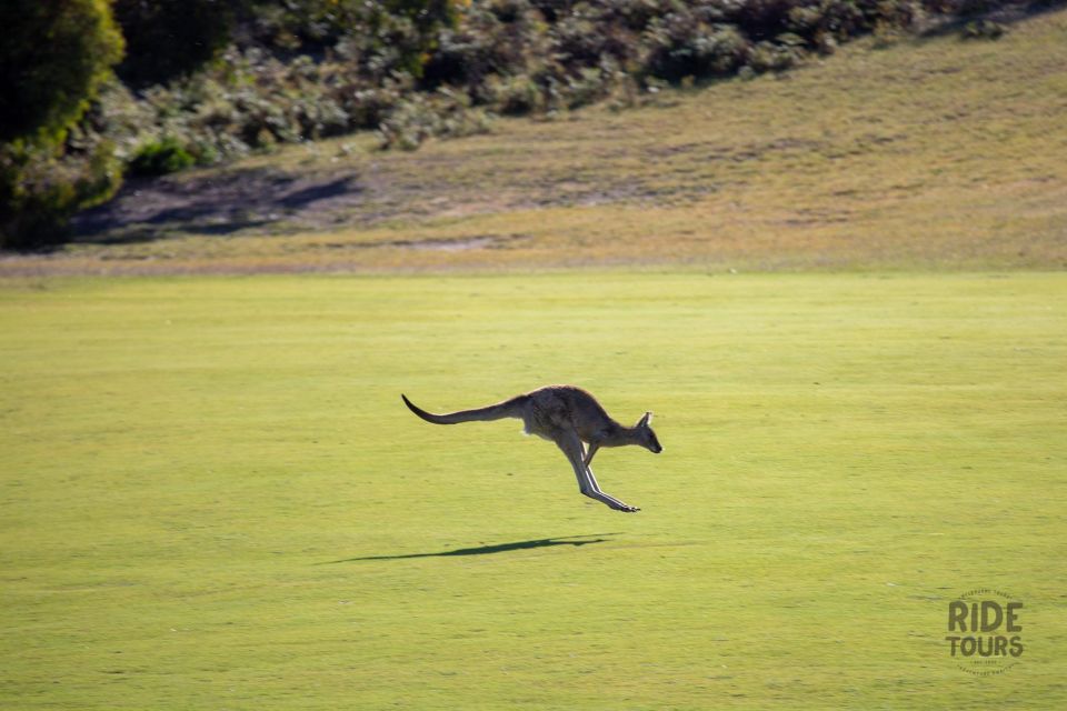 Melbourne: Great Ocean Road & Wildlife Tour for Backpackers - Important Information