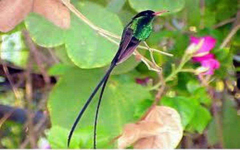 Montego Bay: Private Rocklands Bird Sanctuary Trip - Inclusions and Pricing