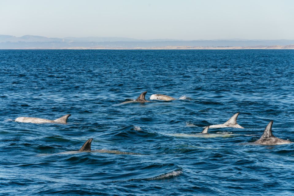 Monterey Bay: Whale Watching Tour - Cancellation Policy