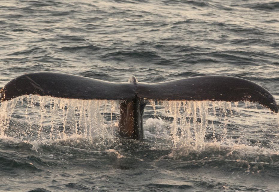 Monterey: Whale Watching Tour With a Marine Guide - Booking and Cancellation