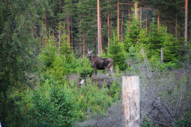 Moose Safari in the Wild Sweden Tiveden - Meeting Point and Directions