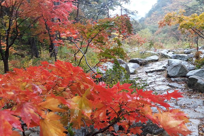 Mt. Seorak+Nami Island+Garden of Morning Calm Day Trip From Seoul - Discovering Garden of Morning Calm