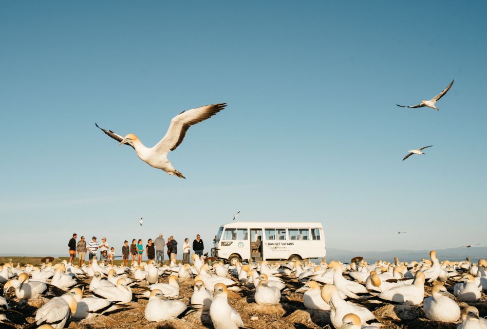 Napier: Cape Kidnappers Gannet, Nature & Sightseeing Tour - Testimonials