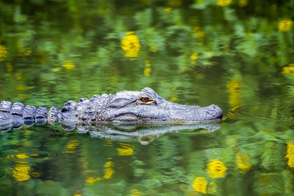 New Orleans: Destrehan Plantation & Swamp Combo - Barataria Basin Swamps