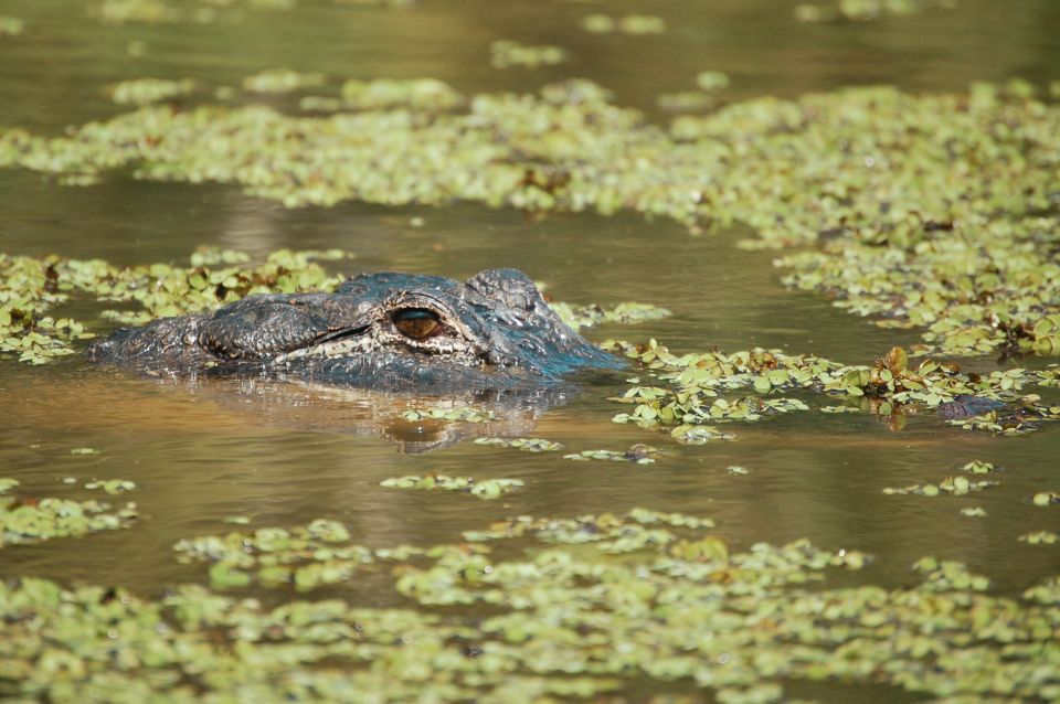 New Orleans: High Speed 9 Passenger Airboat Tour - Tour Duration