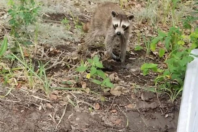 New Orleans Swamp Tour Boat Adventure With Transportation - Wildlife Sighting Tips